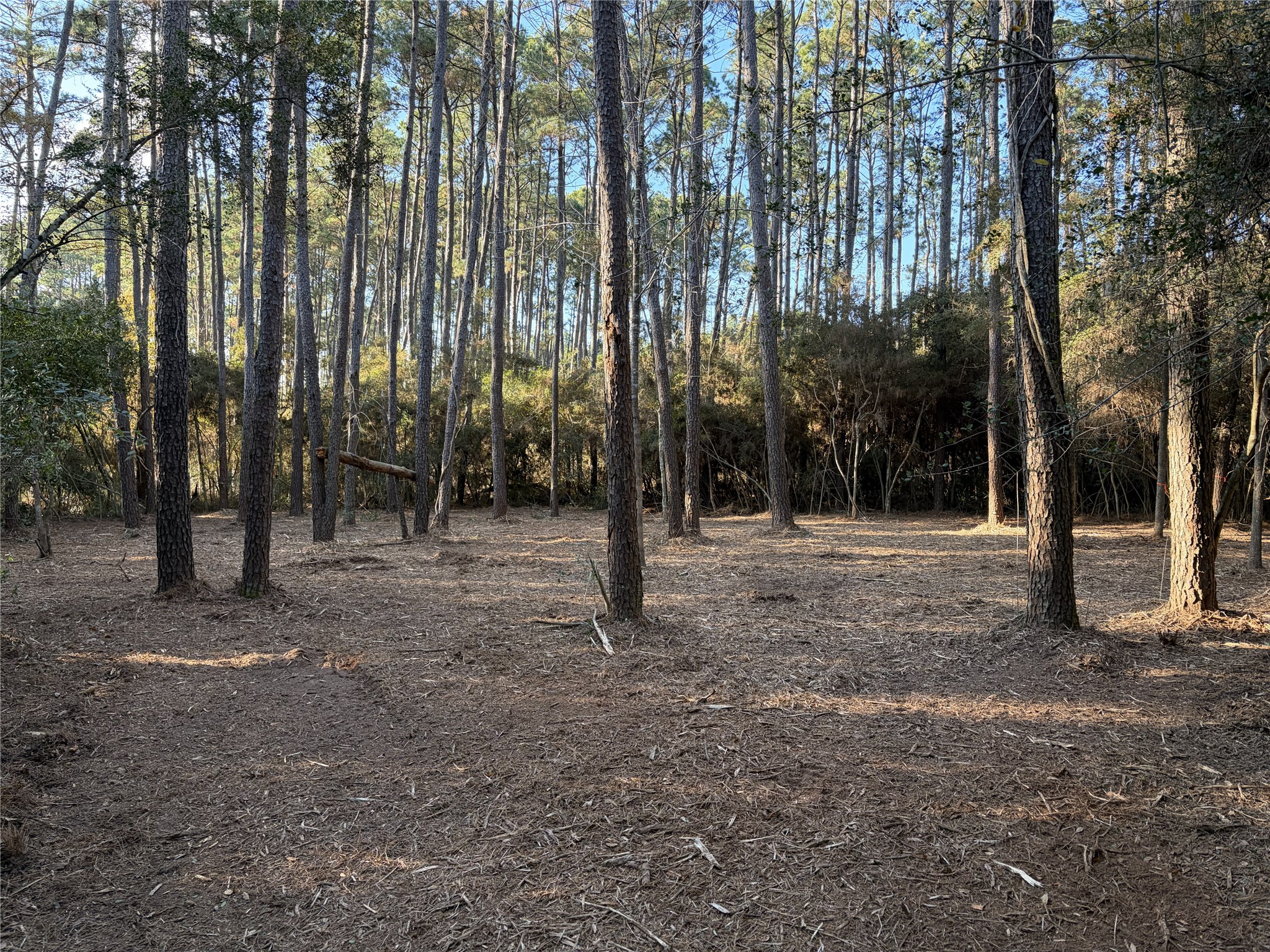 28655 Joseph Road Hockley, TX 77447 - Photo 14 of 21 a view of outdoor space with trees