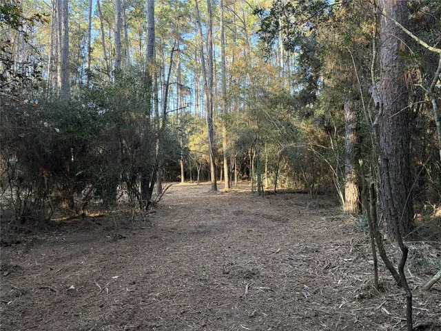 a view of a forest with trees in the background
