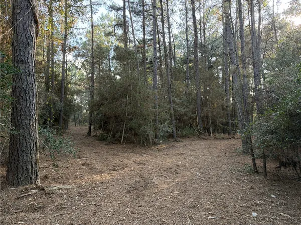 a view of a forest with trees in the background