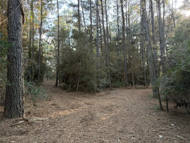 a view of a forest with trees in the background