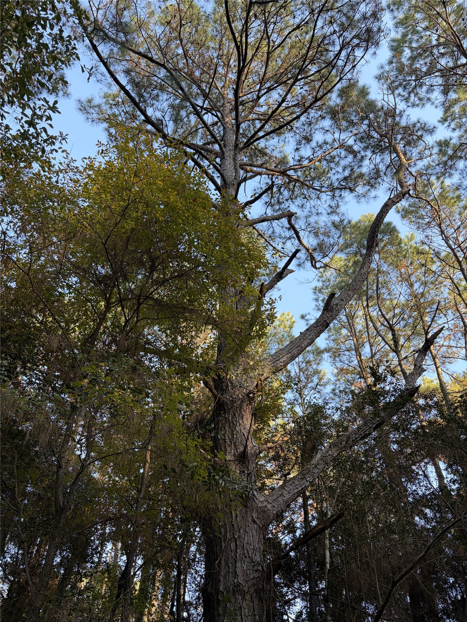 28655 Joseph Road Hockley, TX 77447 - Photo 17 of 21 a picture of tree