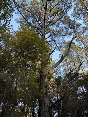 a picture of tree