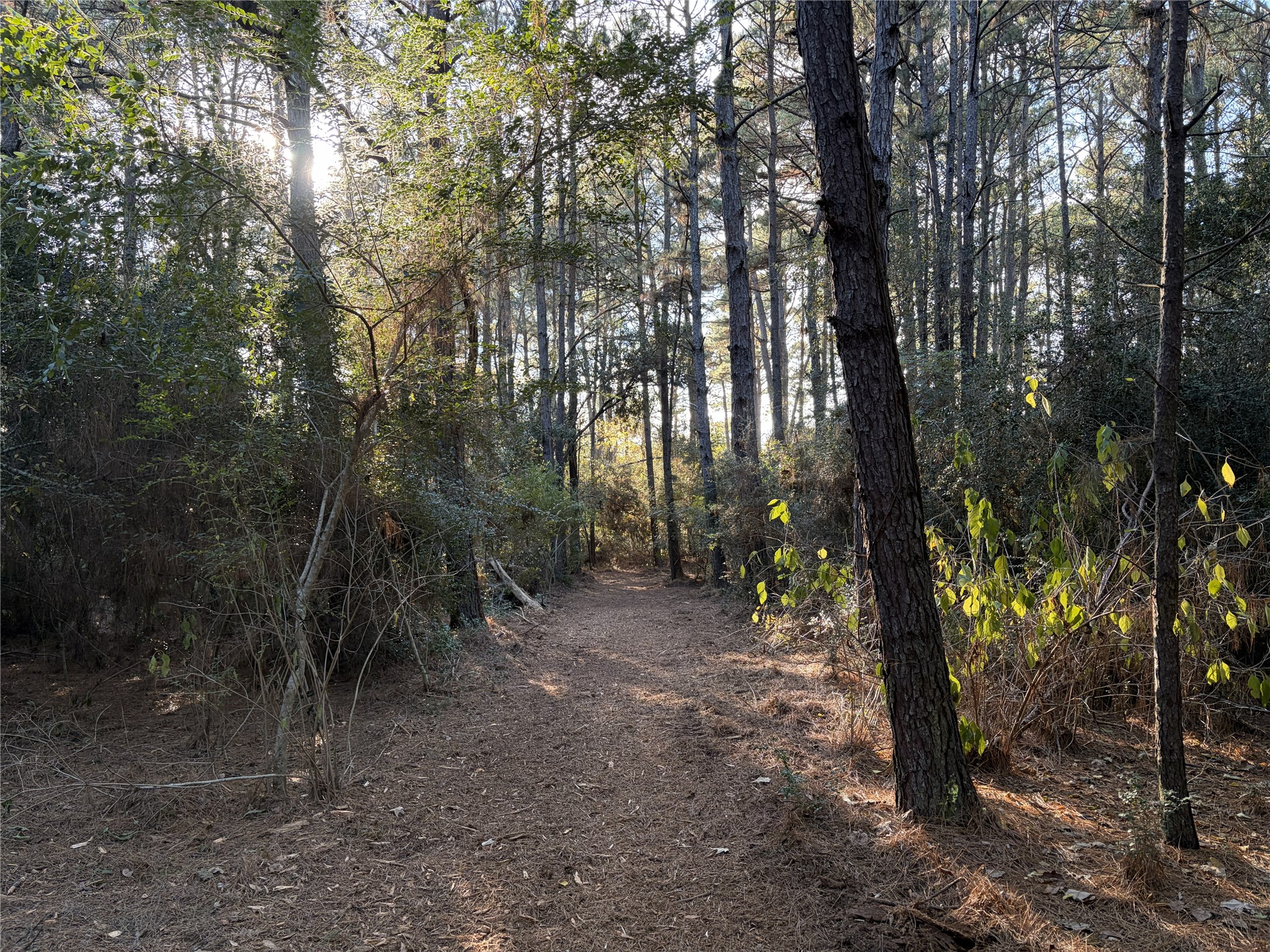 28655 Joseph Road Hockley, TX 77447 - Photo 19 of 21 a view of a forest