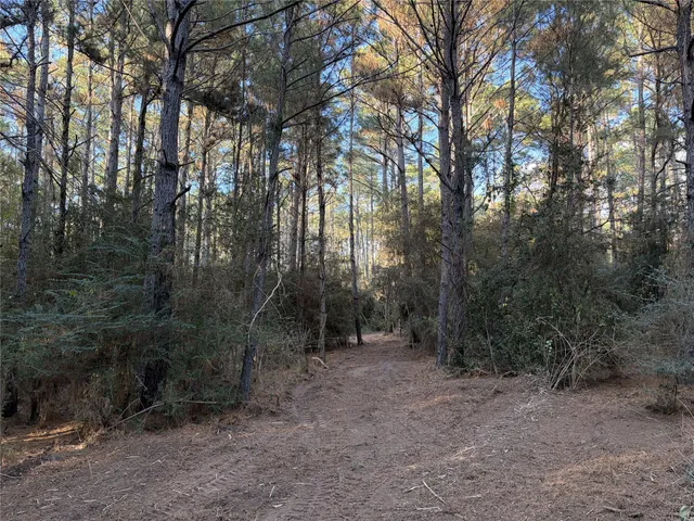 a view of a forest with trees in the background