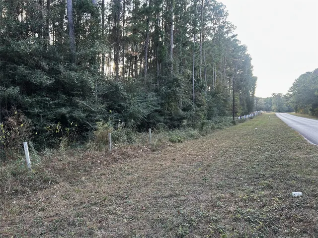 a view of a forest with trees in the background