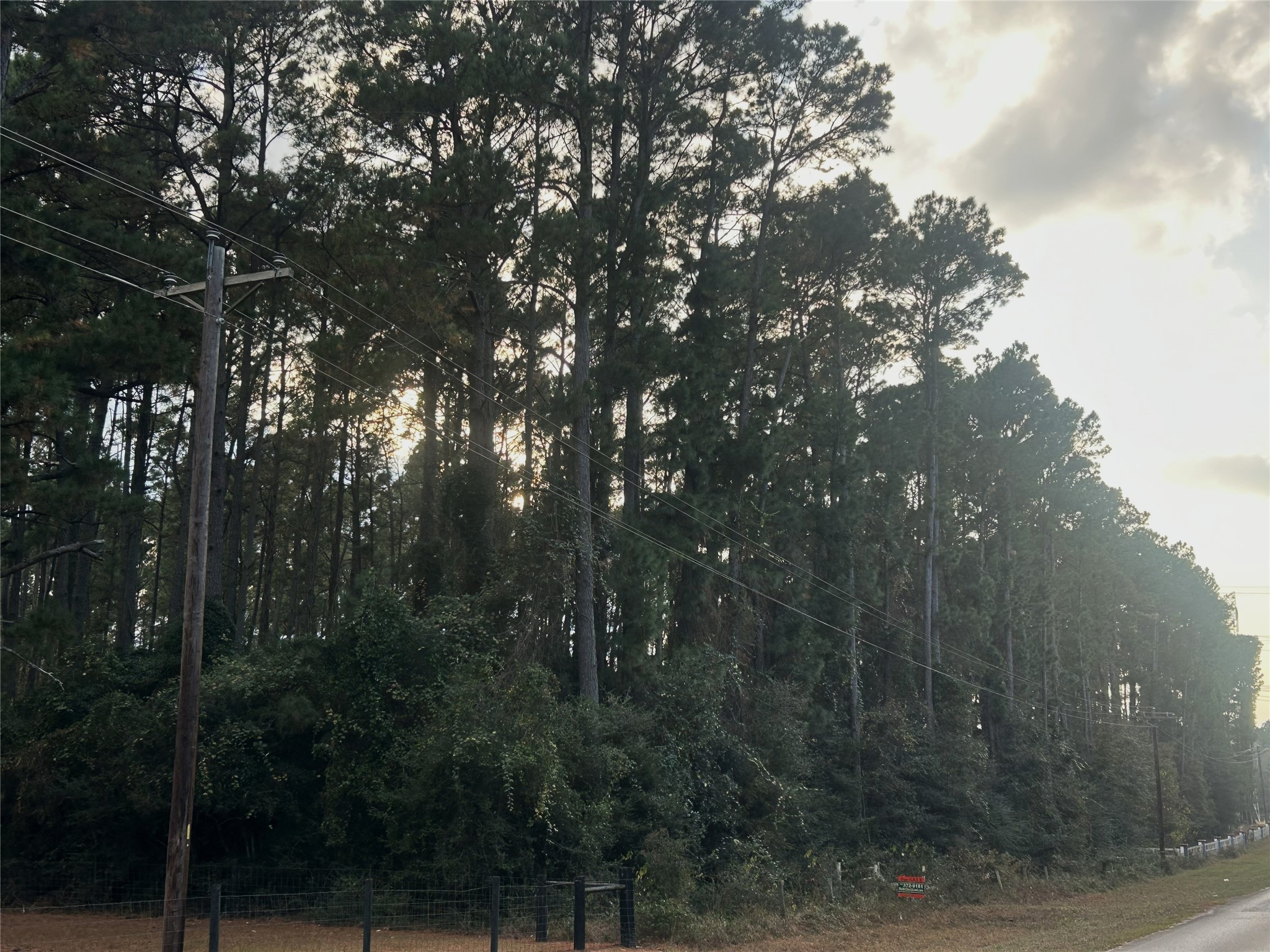 28655 Joseph Road Hockley, TX 77447 - Photo 5 of 21 a view of forest