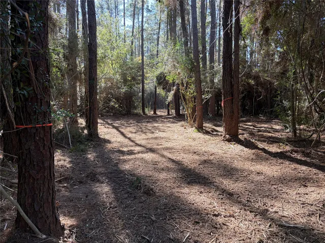 a view of a pathway of a yard with plants and trees