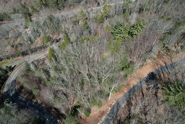 a view of a forest with trees