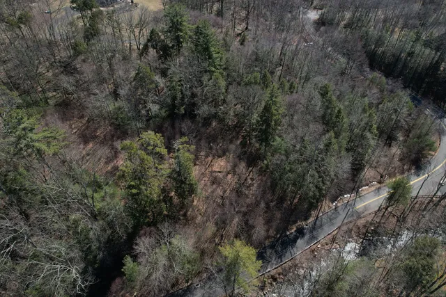 a view of a forest with a tree