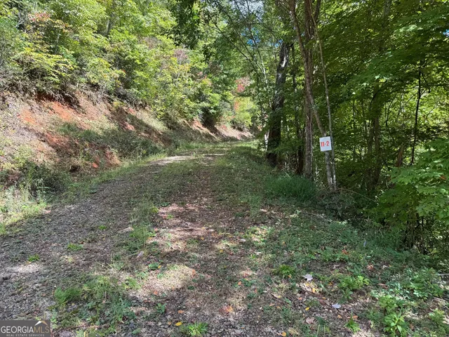 a view of a forest with trees in the background