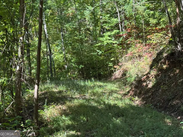 a view of a lush green forest