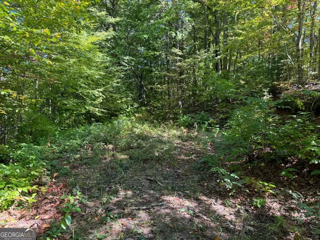 a view of a lush green forest