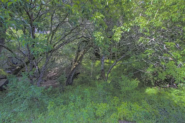 a view of a forest with trees in the background