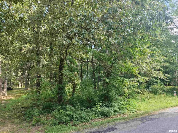 a view of a lush green forest