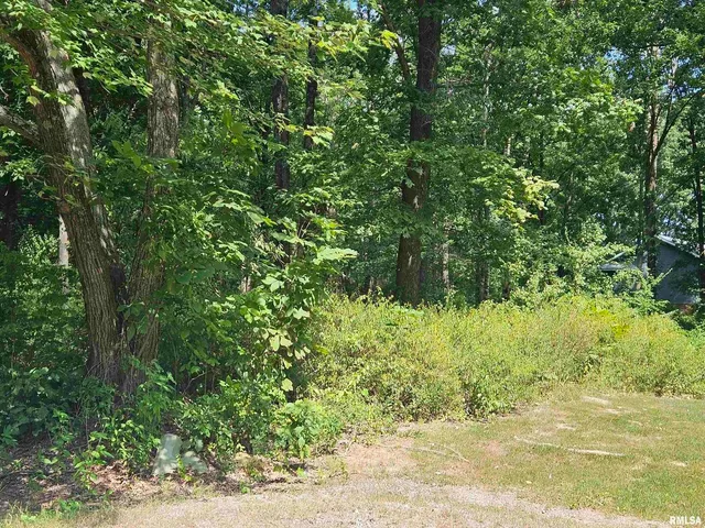a close up of a plant in a garden