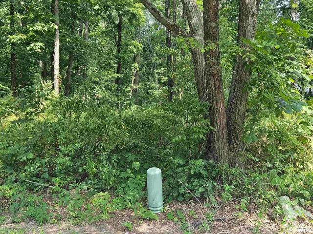 a close up of a plant in a garden