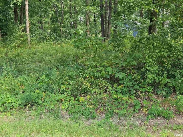 a view of a lush green forest