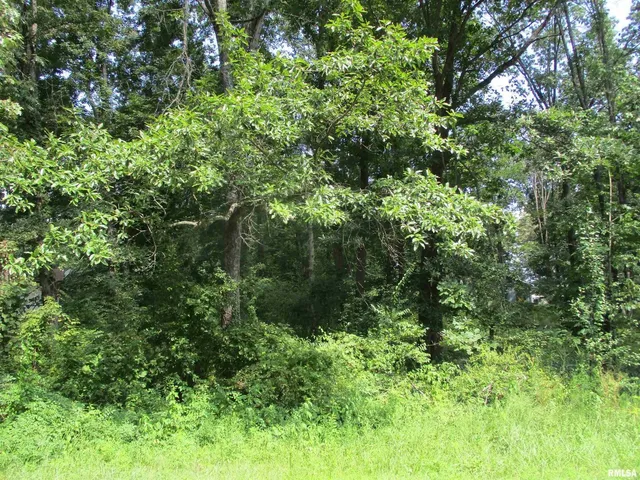 a view of a lush green forest