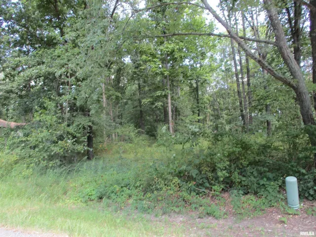 a view of a lush green forest