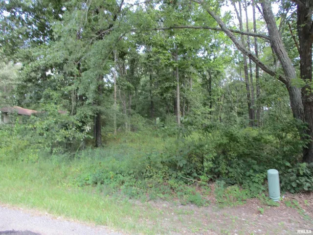 a view of a forest with a tree