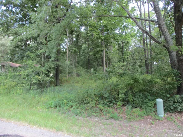 a view of a forest with a tree