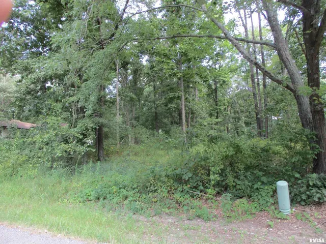 a view of a forest with trees