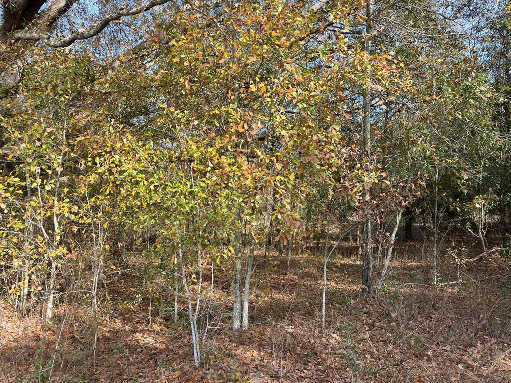 0 Milton Miller Road Colquitt, GA 39837 - Photo 1 of 12 Main View