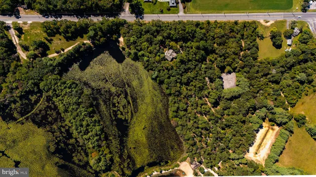 a view of a bunch of trees and bushes