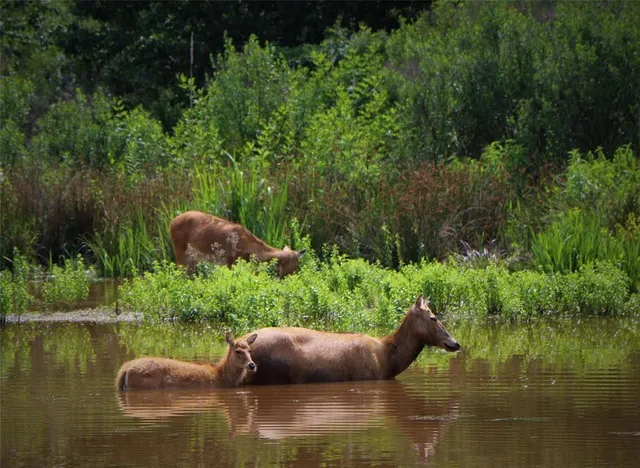 $89,900 | Lot 401 Mallard Way, Larue, TX 75770