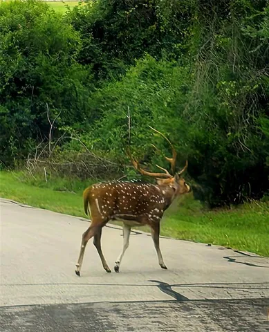$89,900 | Lot 401 Mallard Way, Larue, TX 75770