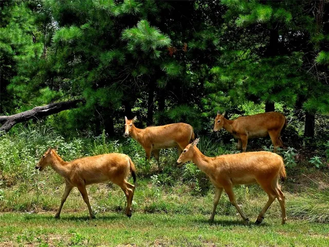 $89,900 | Lot 401 Mallard Way, Larue, TX 75770