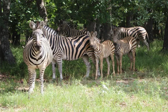 $89,900 | Lot 401 Mallard Way, Larue, TX 75770