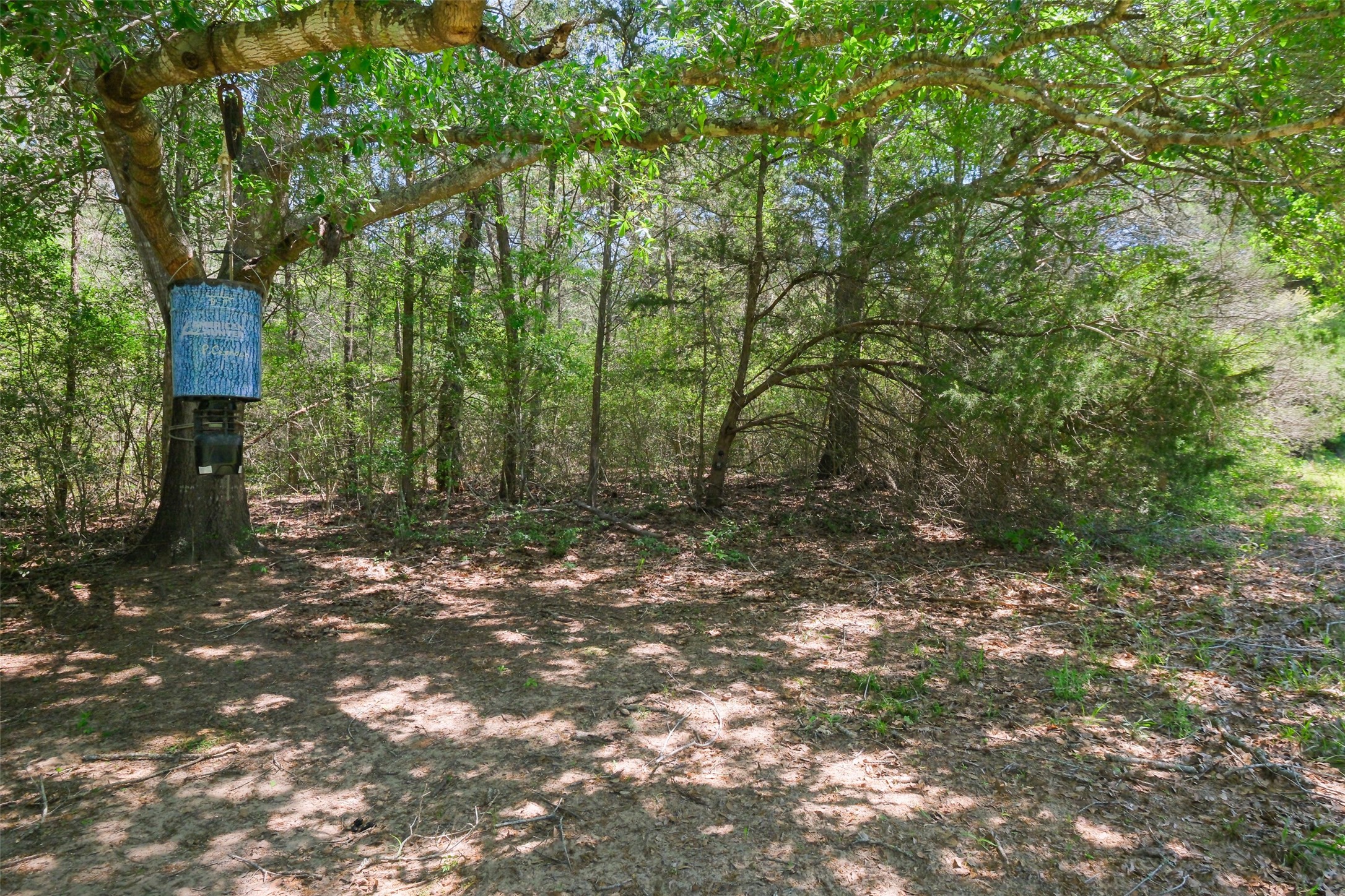 24718 Squirrel Road New Ulm, TX 78950 - Photo 9 of 26 a backyard of a house with lots of green space