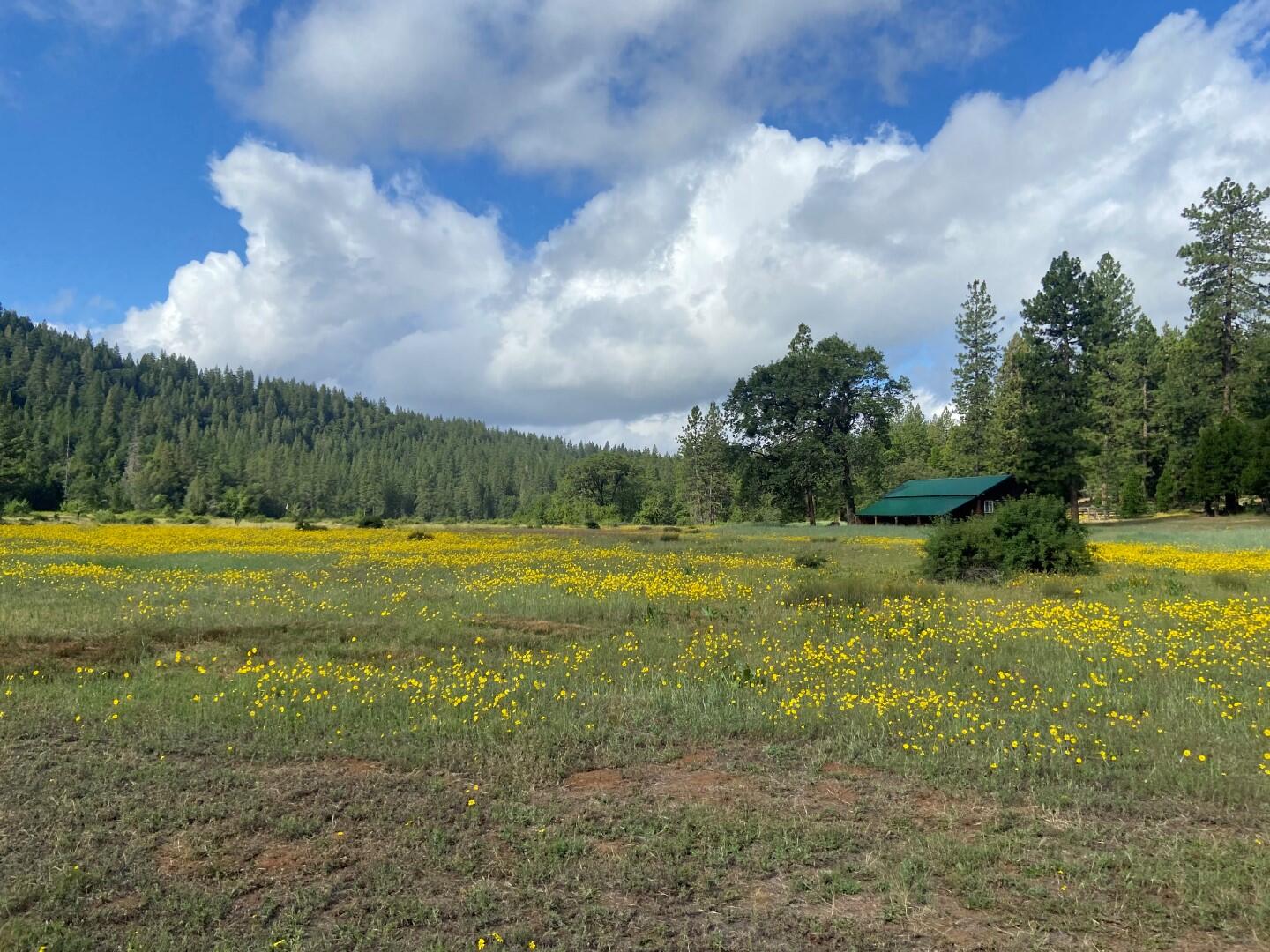 29276 Bullskin Ridge Road Oak Run, CA 96069 - Photo 3 of 113 BULLSKIN RIDGE RANCH
