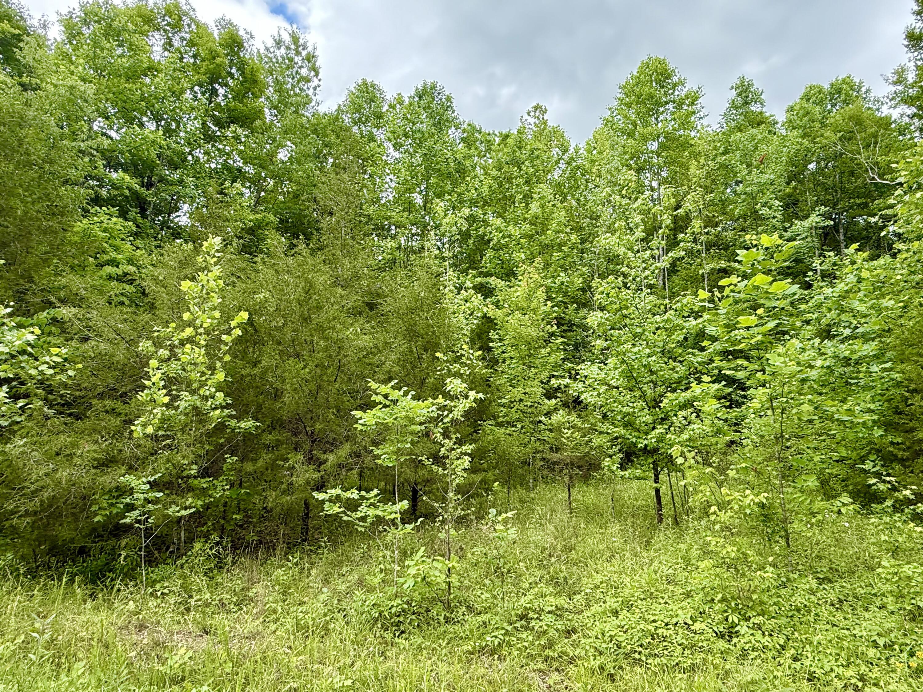 1200 Owens Branch Road Dunnville, KY 42528 - Photo 4 of 7 IMG_8326