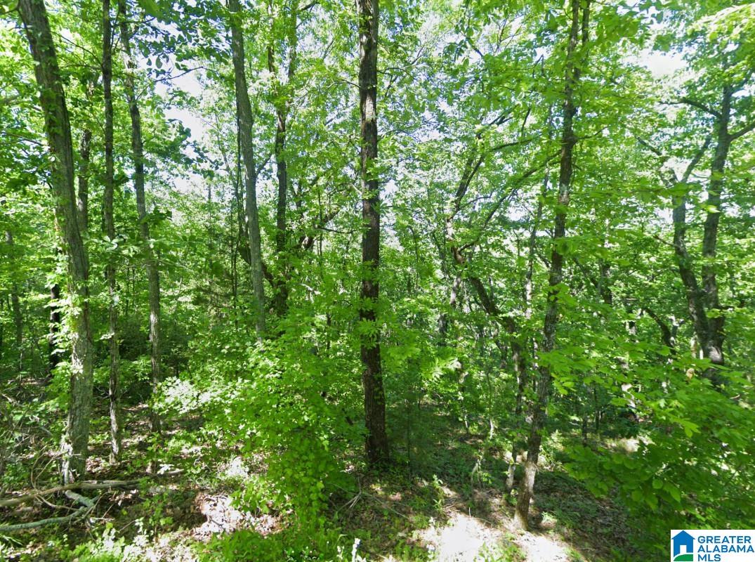 0 Glovers Ferry Road Alpine, AL 35014 - Photo 3 of 12
