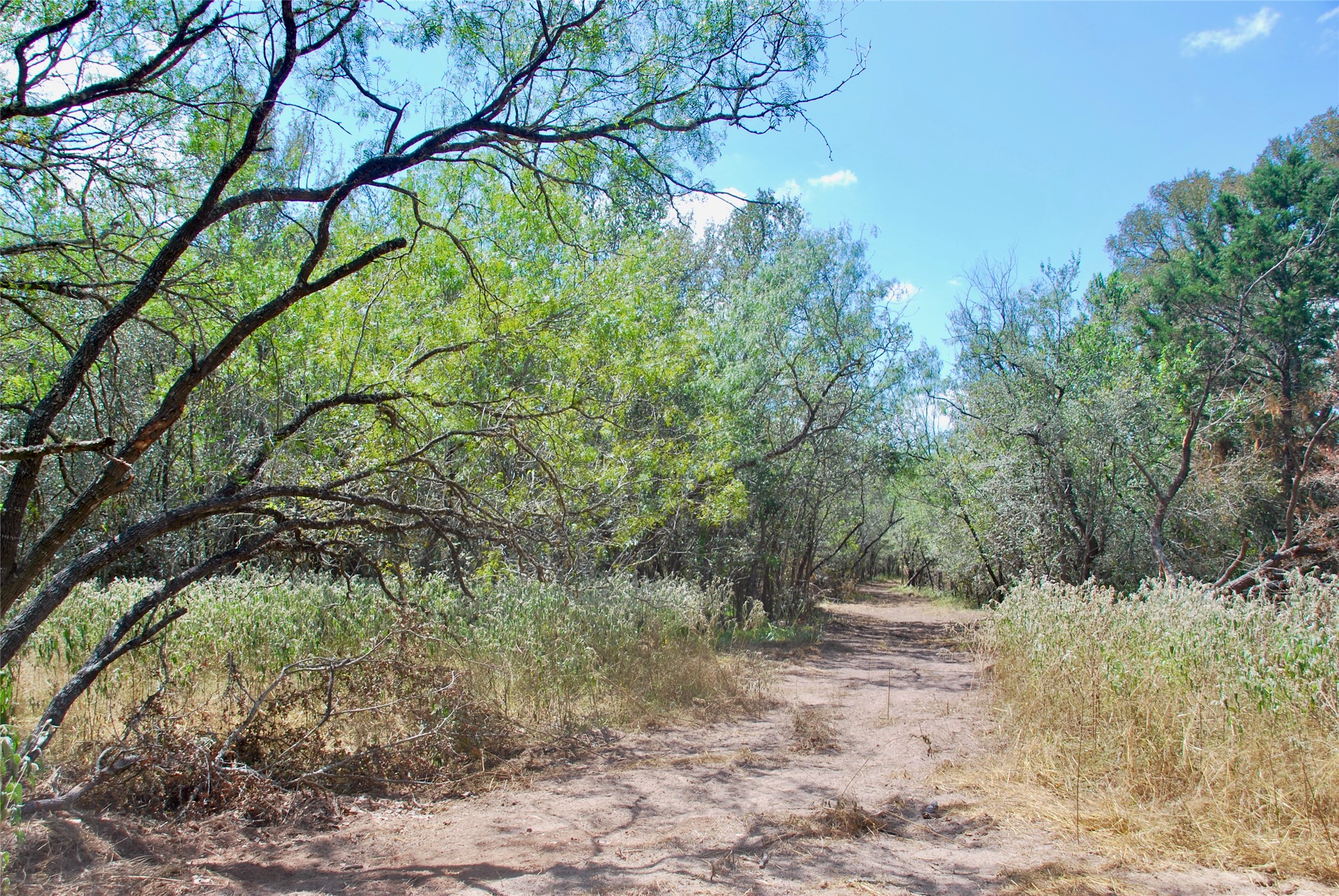 Tbd Rosanky Road Flatonia, TX 78941 - Photo 11 of 22 a view of a forest filled with trees