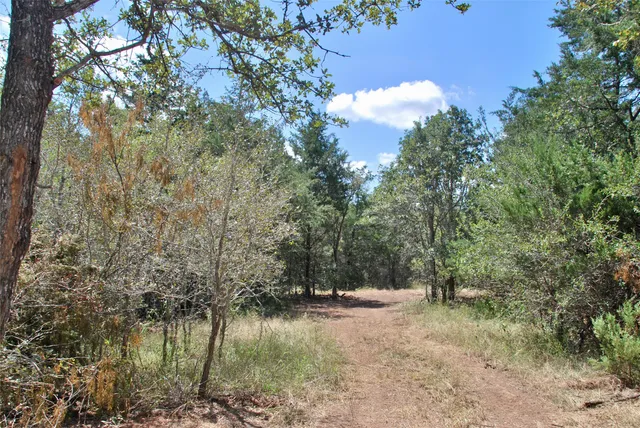 a view of a bunch of trees in the background