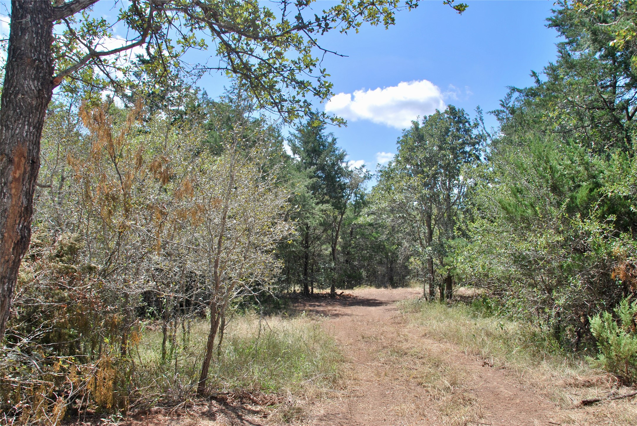 Tbd Rosanky Road Flatonia, TX 78941 - Photo 12 of 22 a view of lake with green space