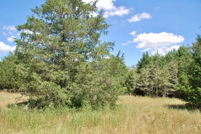 a view of a yard with a tree