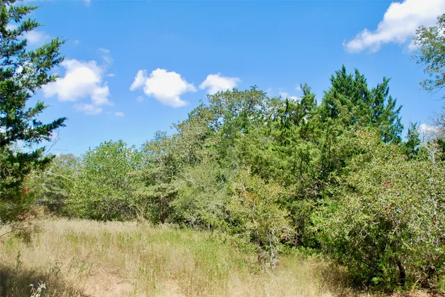 a view of a yard with plants and trees