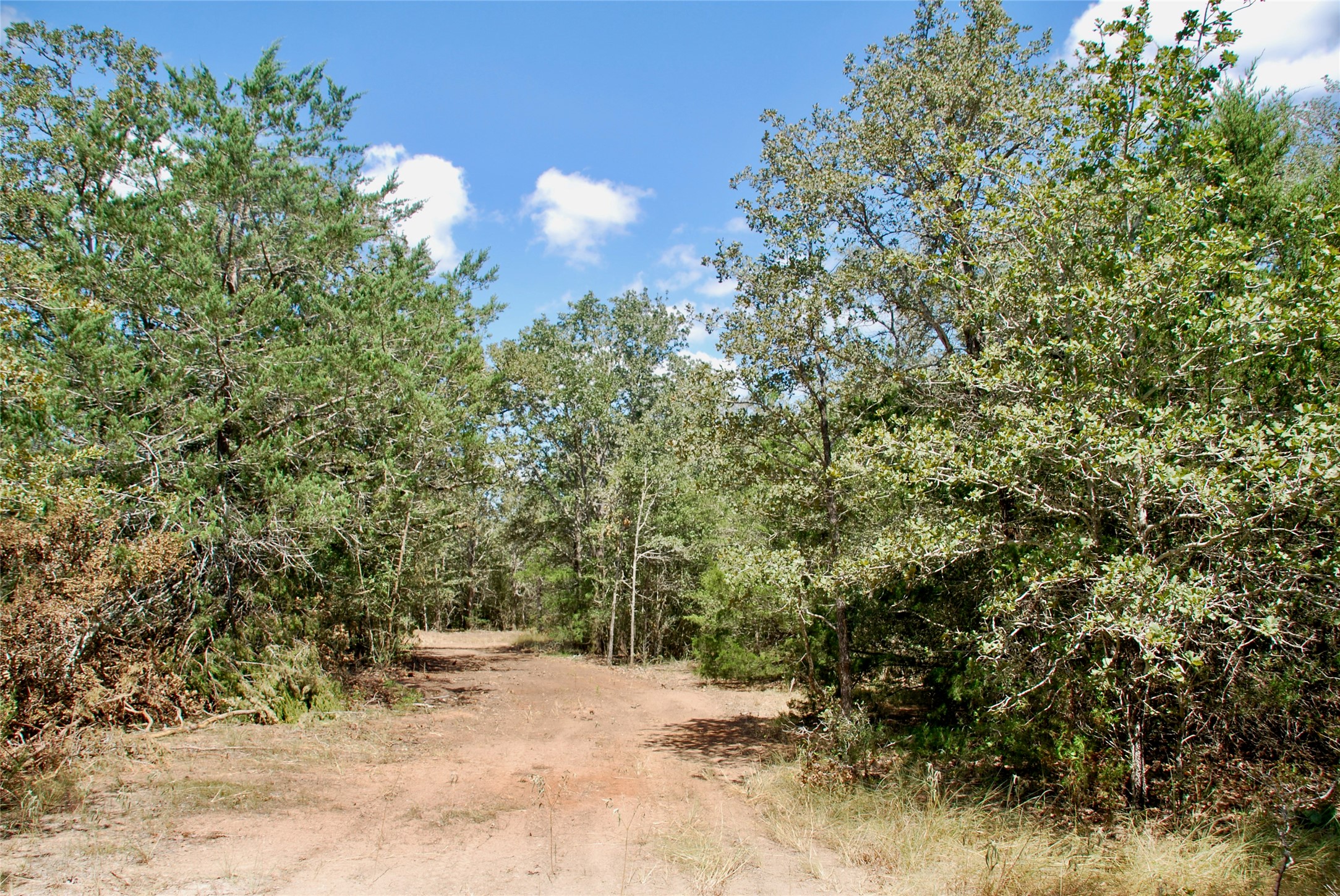 Tbd Rosanky Road Flatonia, TX 78941 - Photo 17 of 22 a view of a yard with a tree