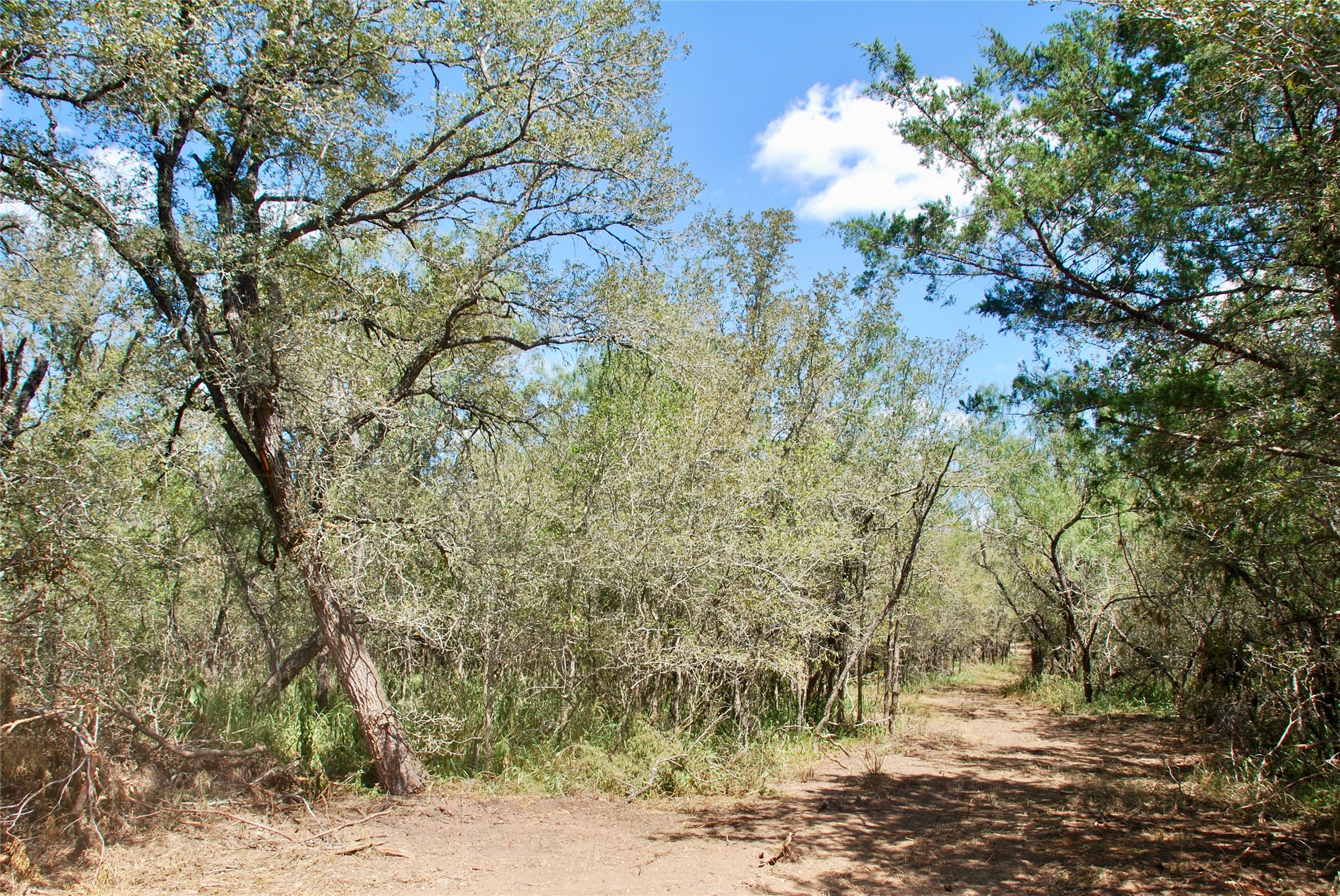 Tbd Rosanky Road Flatonia, TX 78941 - Photo 18 of 22 a view of a yard with plants and trees