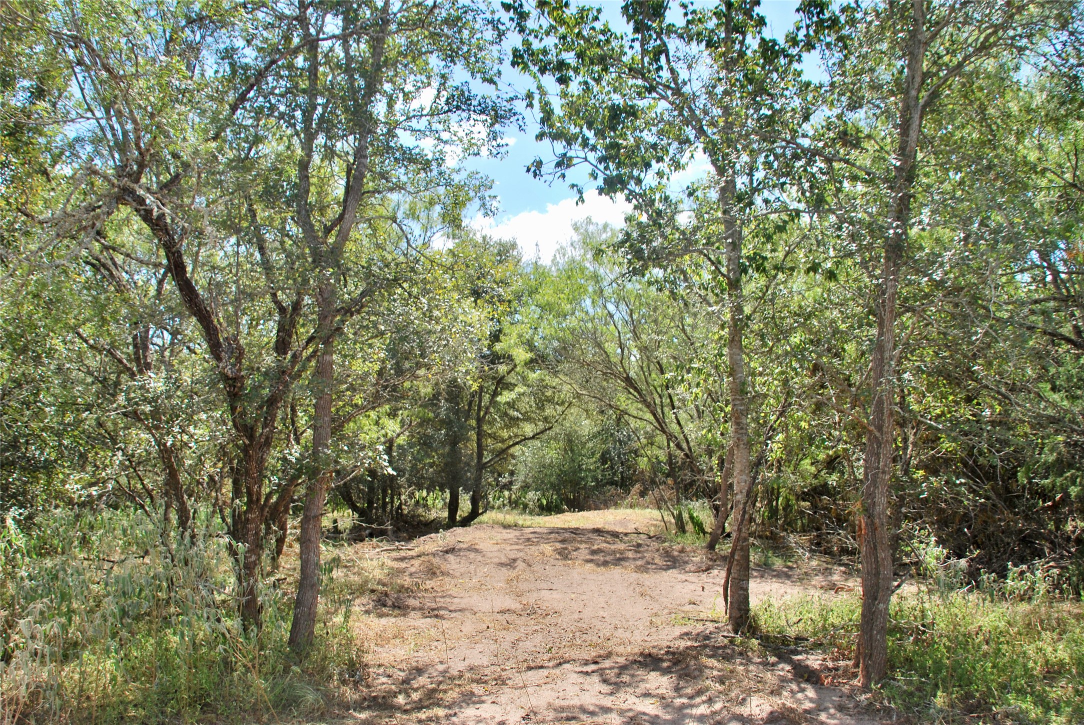 Tbd Rosanky Road Flatonia, TX 78941 - Photo 7 of 22 a view of a forest filled with trees