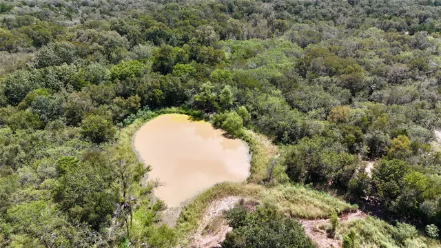 a view of a yard in a forest