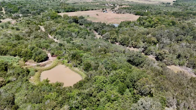 a view of a forest filled with trees