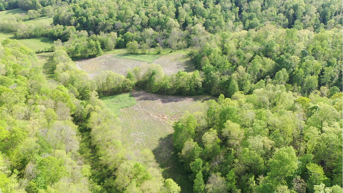 a view of a forest with a tree