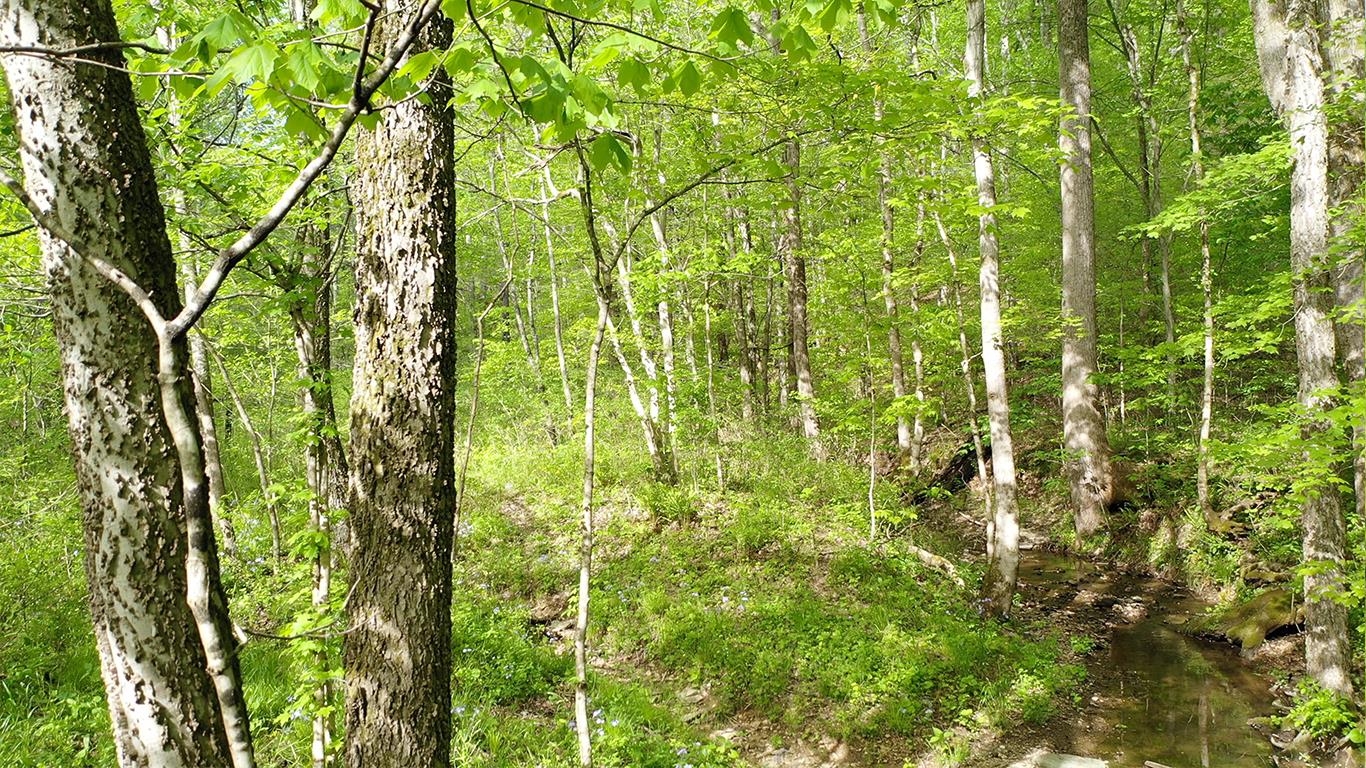 0 Mobley's Cut Road Columbia, TN 38401 - Photo 11 of 27 a view of forest