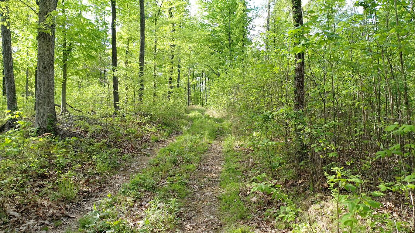 0 Mobley's Cut Road Columbia, TN 38401 - Photo 21 of 27 a view of a lush green forest