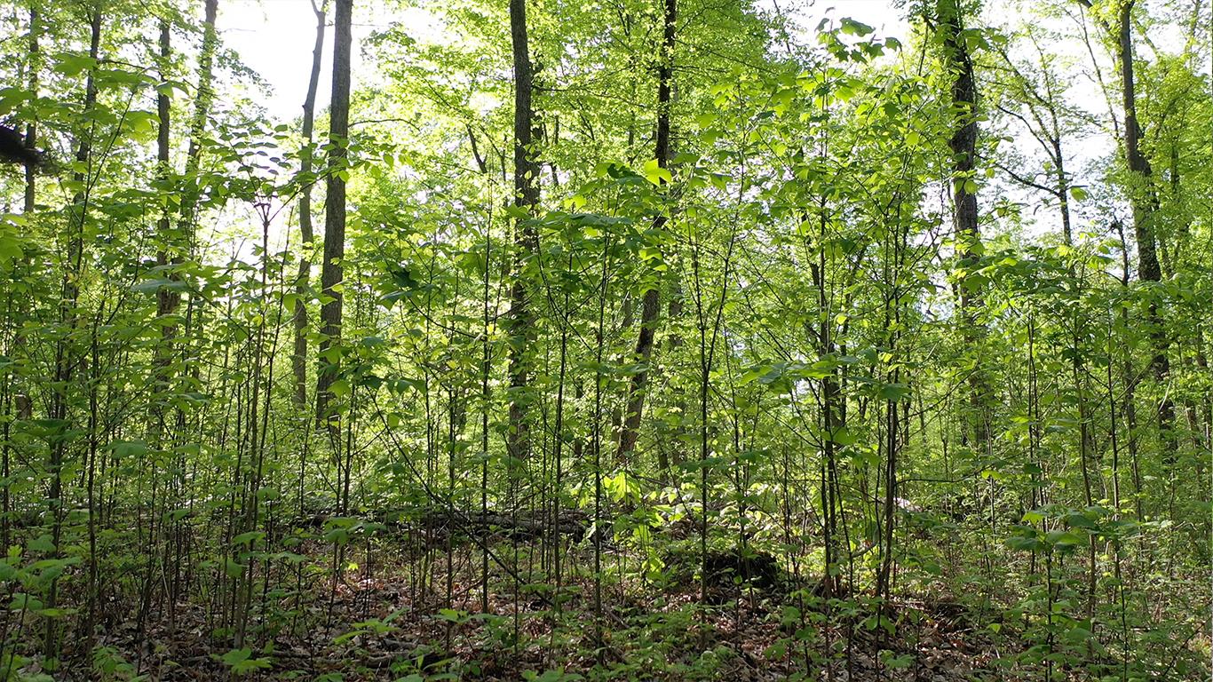 0 Mobley's Cut Road Columbia, TN 38401 - Photo 22 of 27